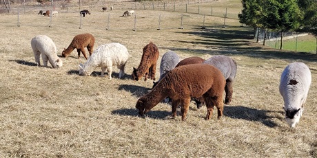 Powiększ grafikę: aplino-na-trasie-685260.jpg